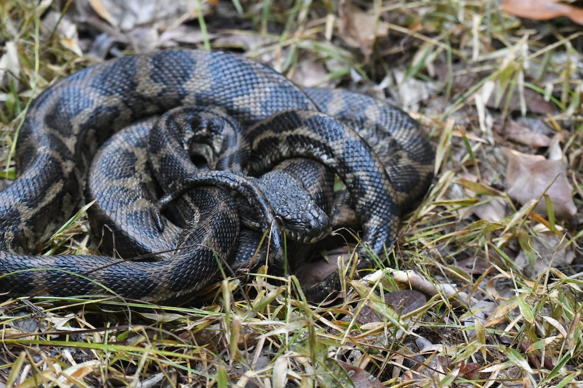 Coastal Carpet Python - ML644980388