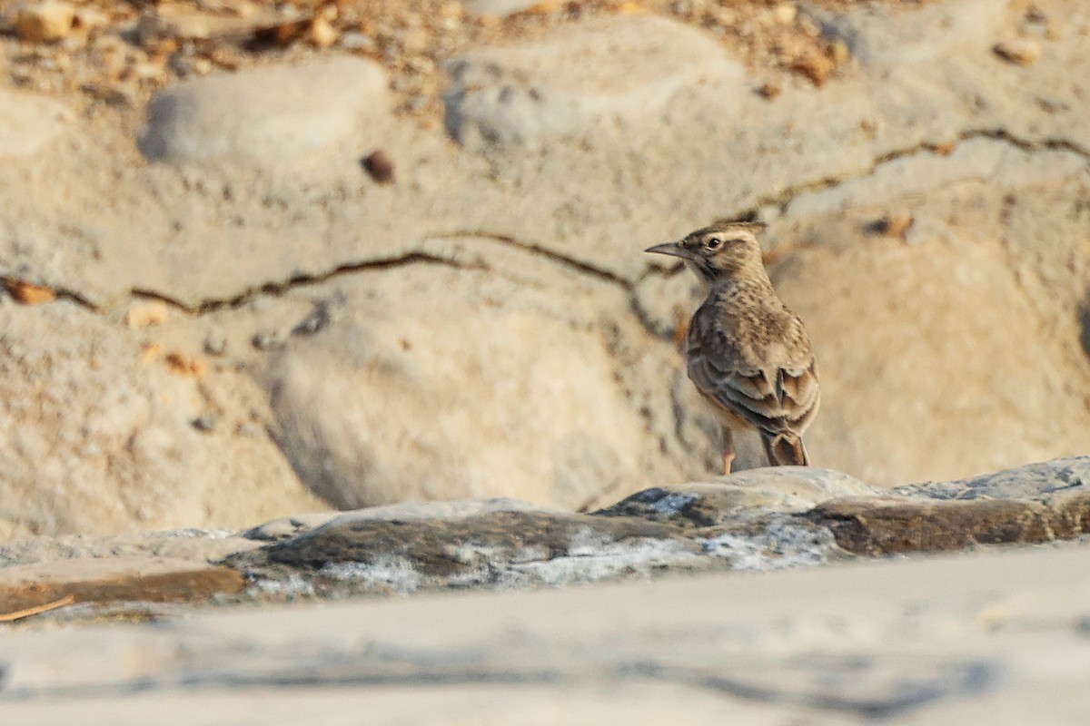 Cogujada Común - ML644980389