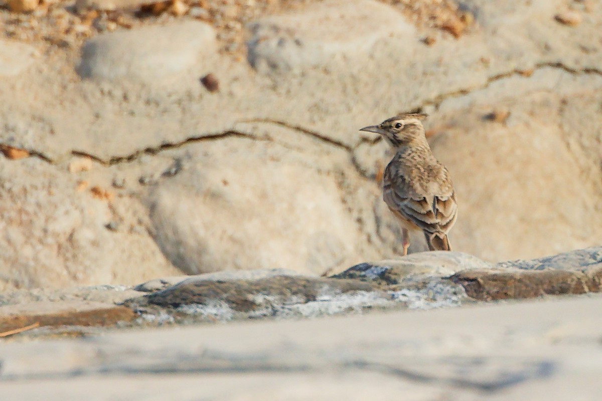 Cogujada Común - ML644980390