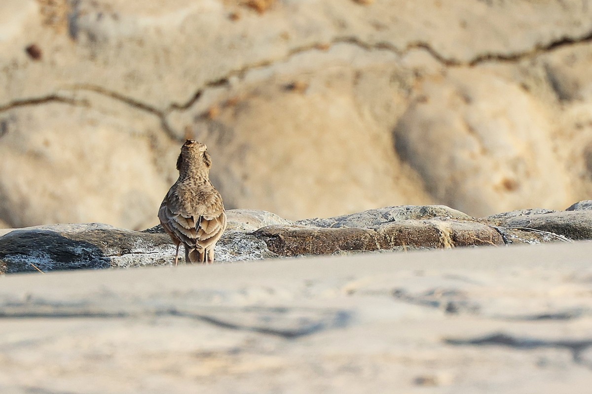 Cogujada Común - ML644980391