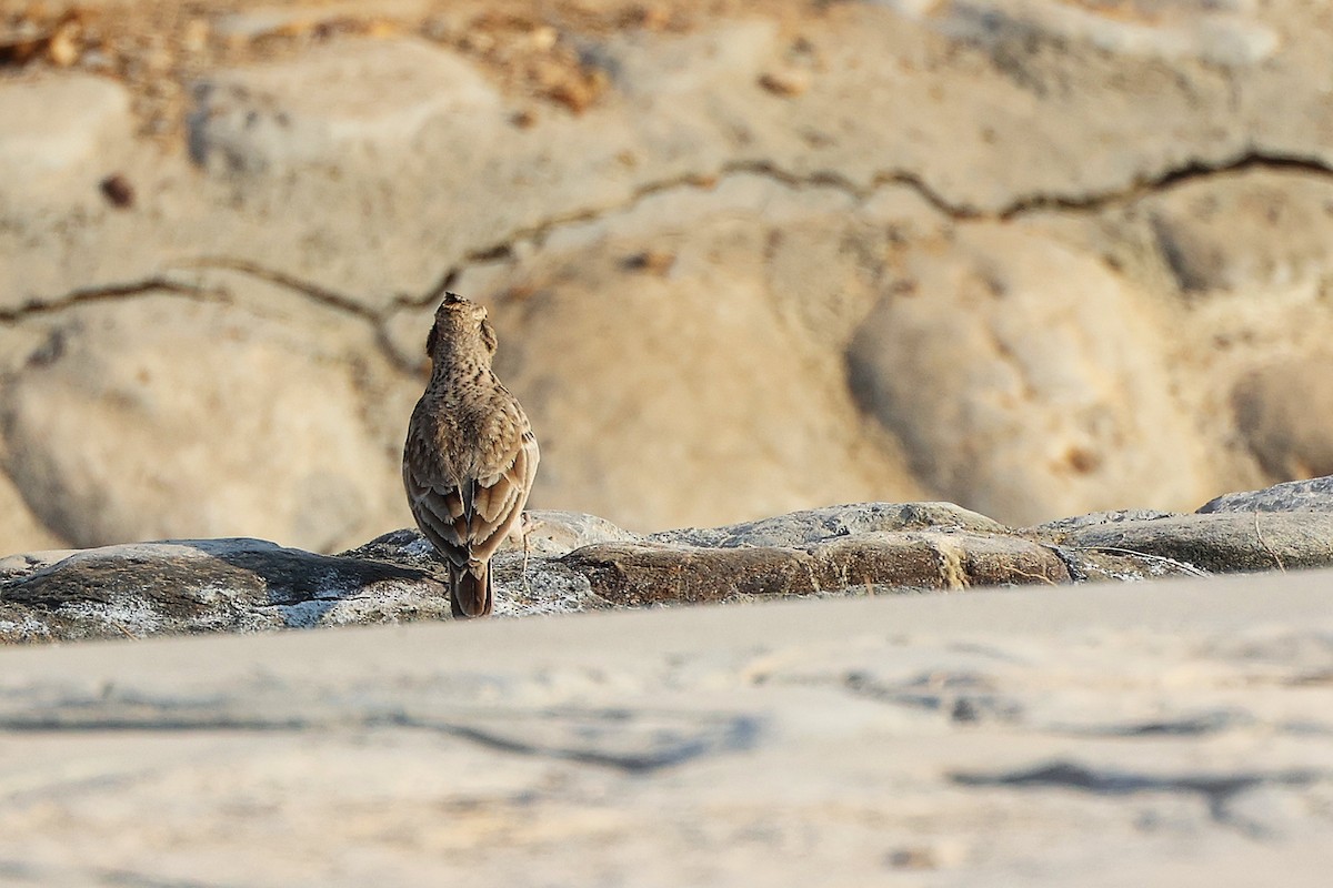 Cogujada Común - ML644980392