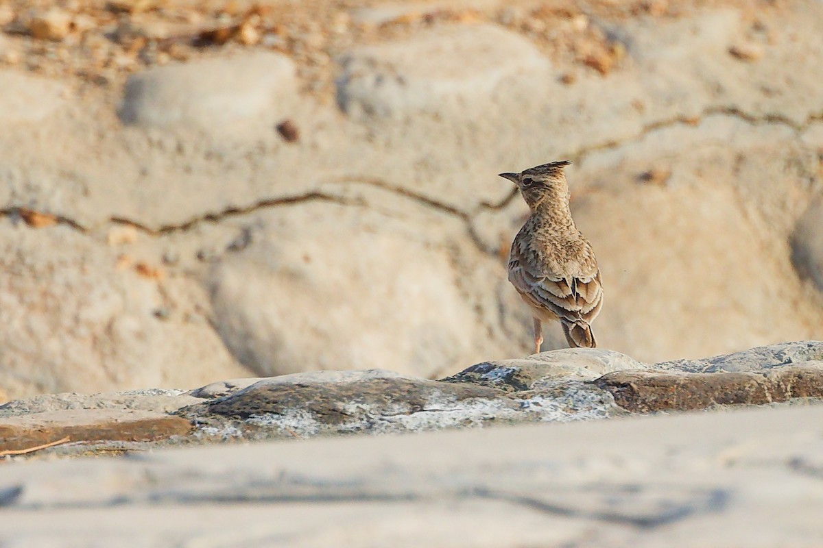 Cogujada Común - ML644980393