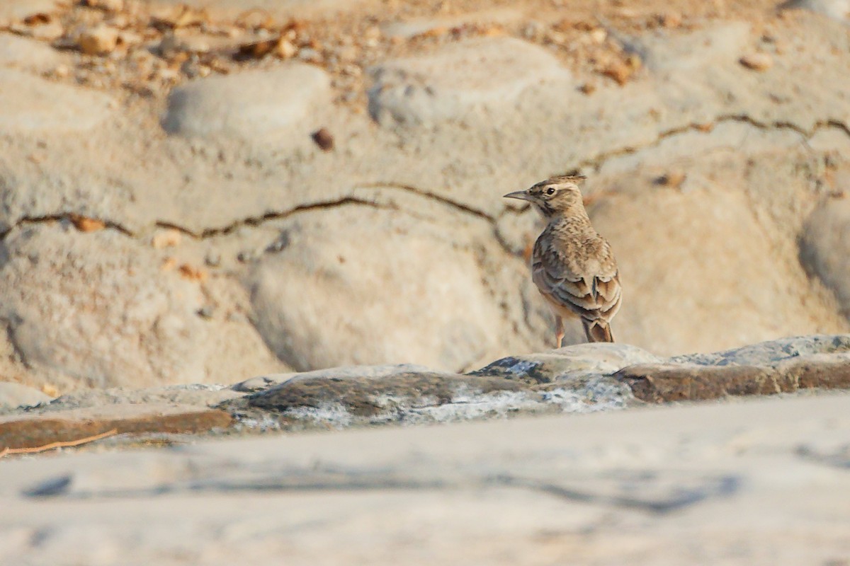 Cogujada Común - ML644980394