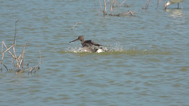 Black-tailed Godwit - ML644980395
