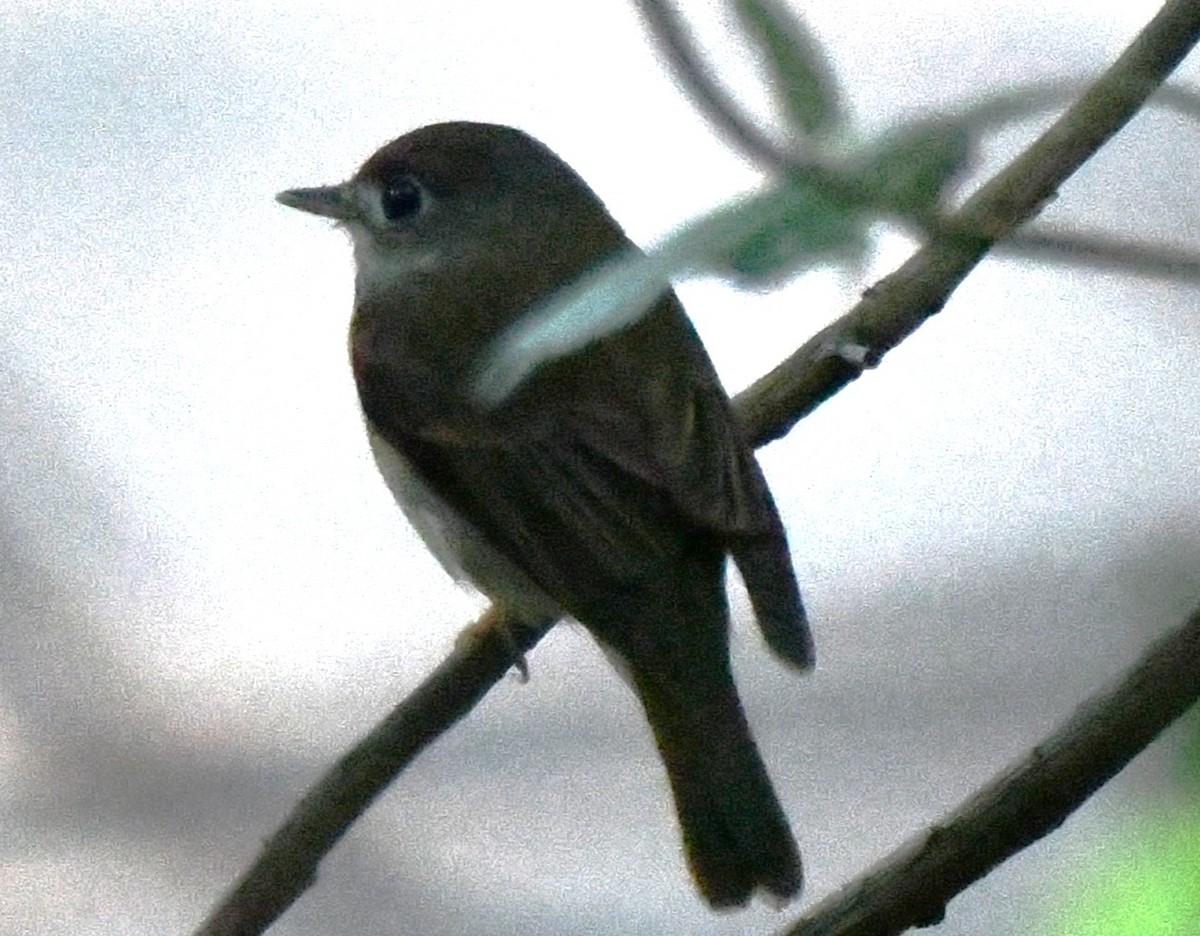 Papamoscas Pardo Asiático - ML644980396