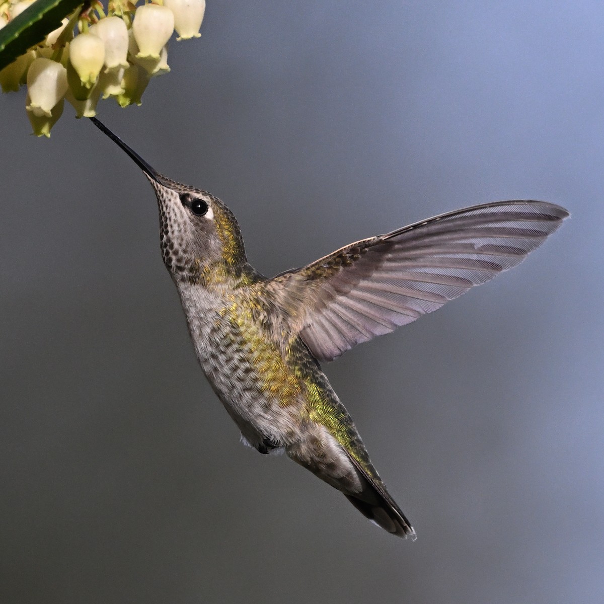 Colibrí de Anna - ML644980397