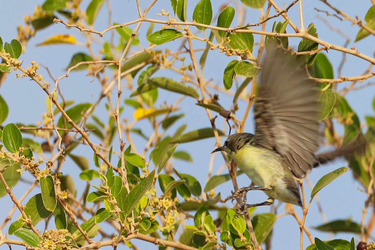 Suimanga Asiático - ML644980398
