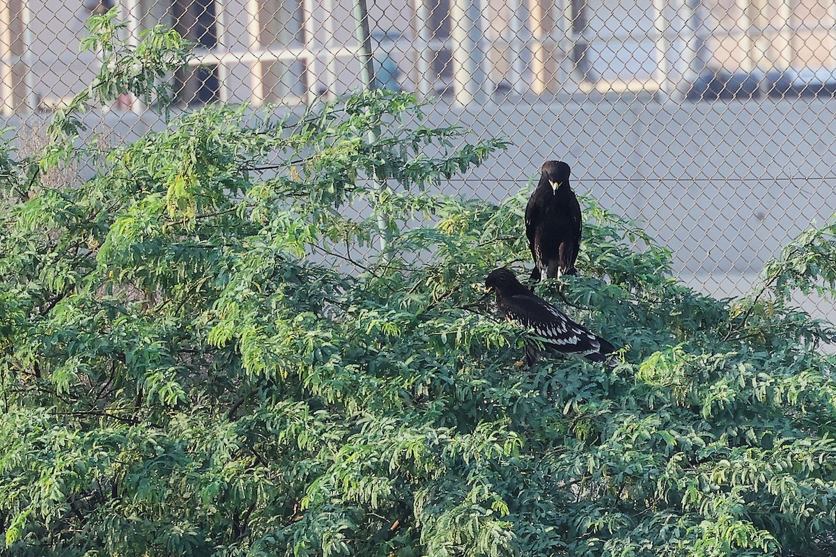 Águila Moteada - ML644980400