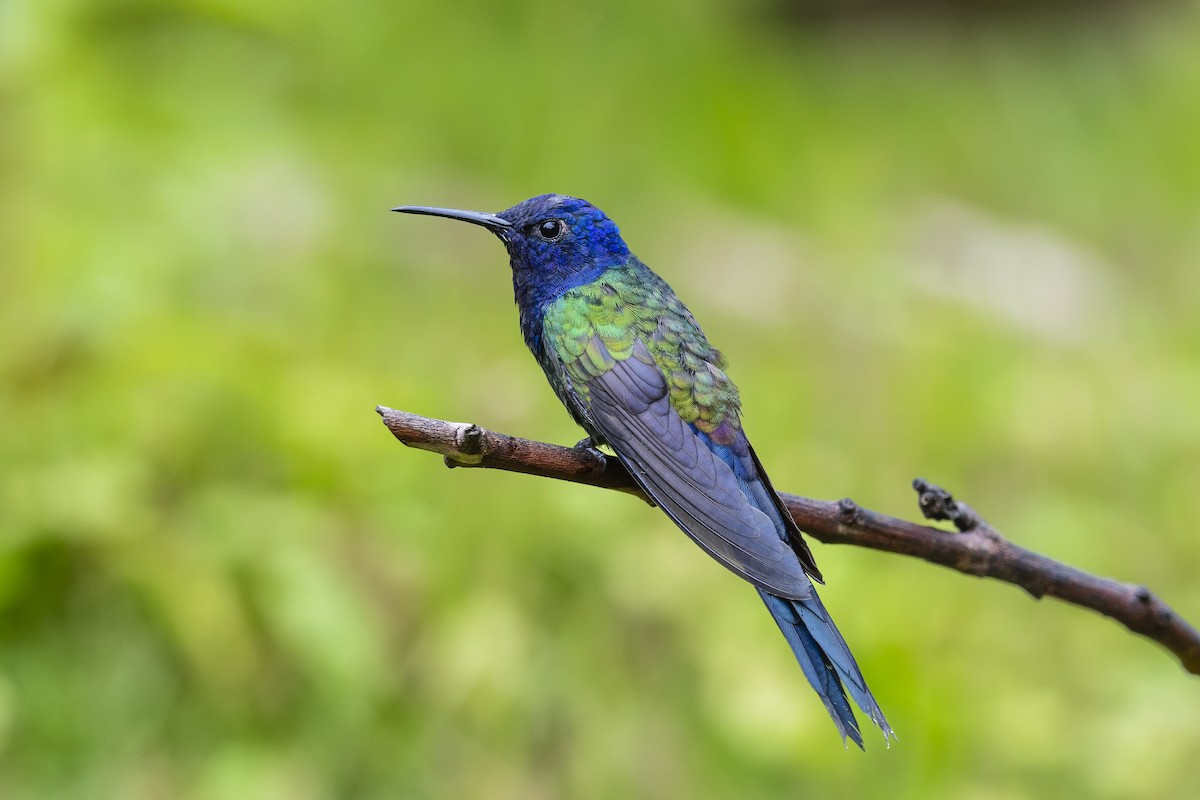 Colibrí Golondrina - ML644980402
