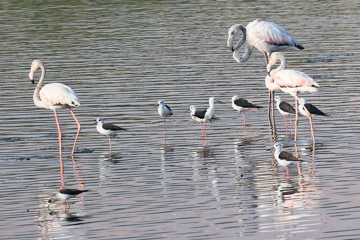 Cigüeñuela Común - ML644980408