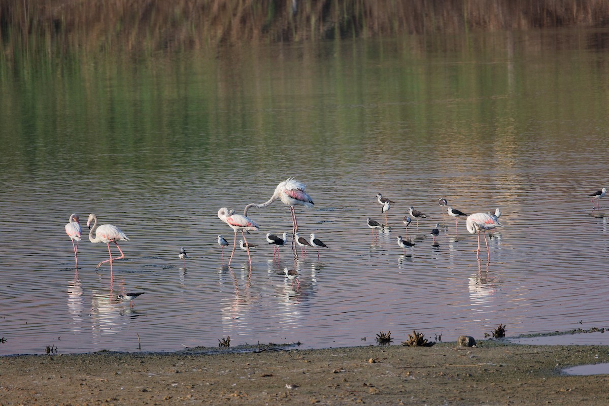 Cigüeñuela Común - ML644980409