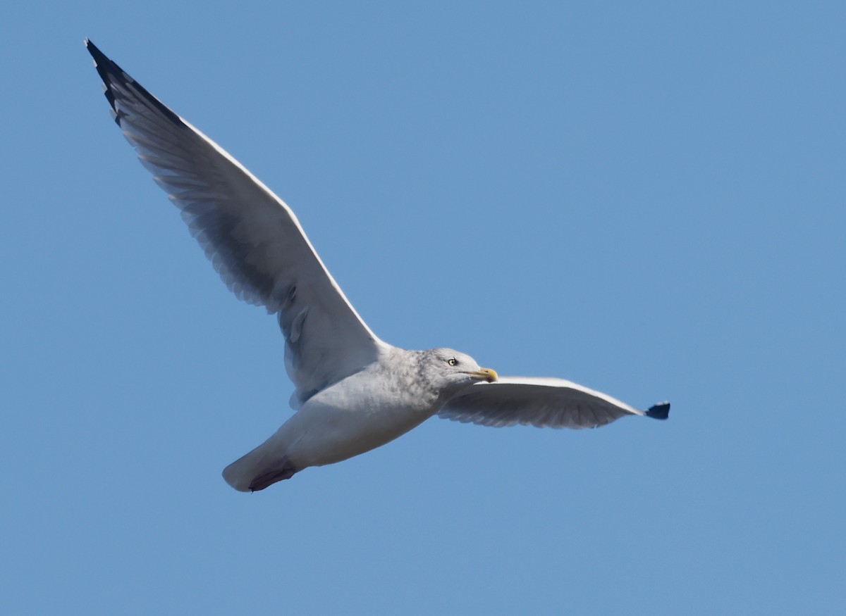 Gaviota Argéntea Americana - ML644980411