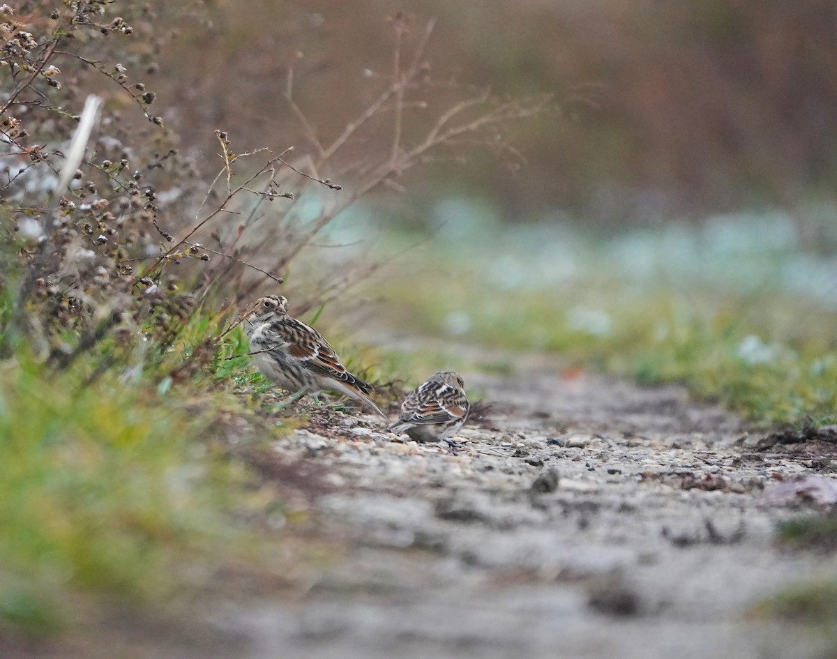 Lapland Longspur - ML644980419