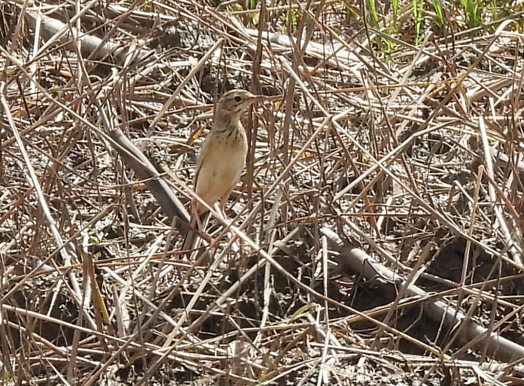 Bisbita de Richard - ML644980431