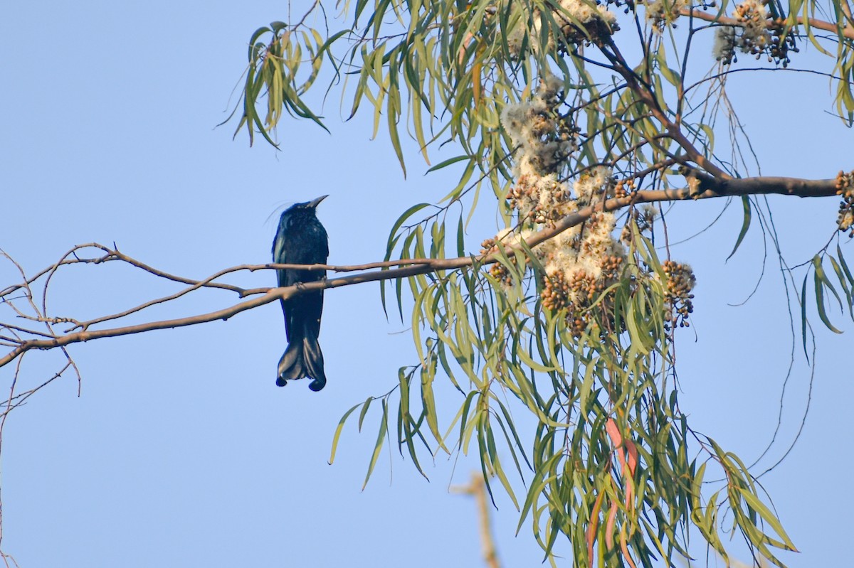 Hair-crested Drongo - ML644980461