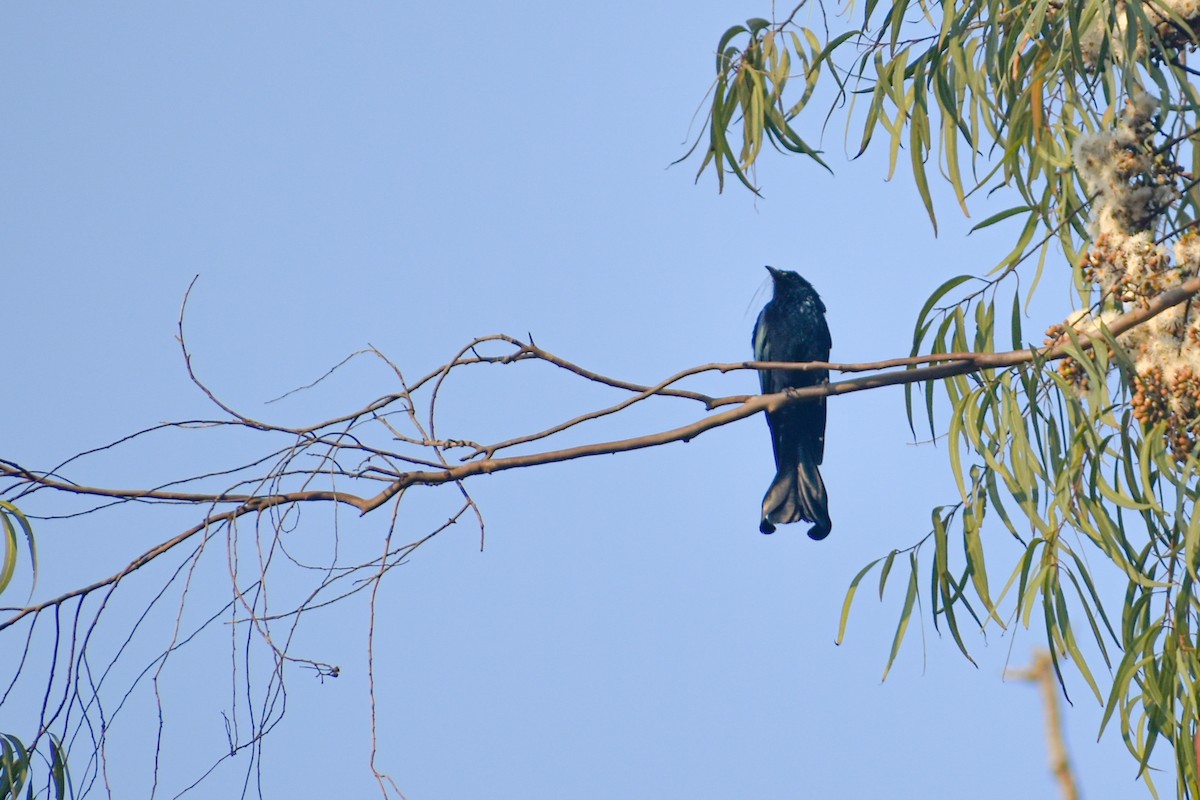 Hair-crested Drongo - ML644980462