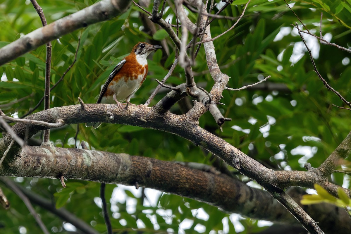Orange-banded Thrush - ML644980466