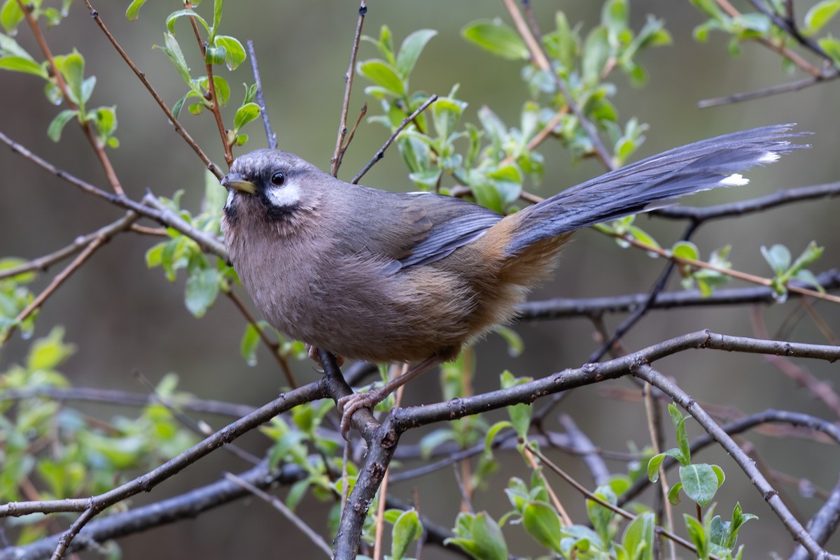 Snowy-cheeked Laughingthrush - ML644980476