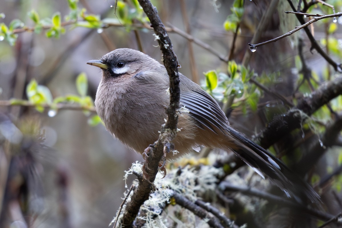 Snowy-cheeked Laughingthrush - ML644980477