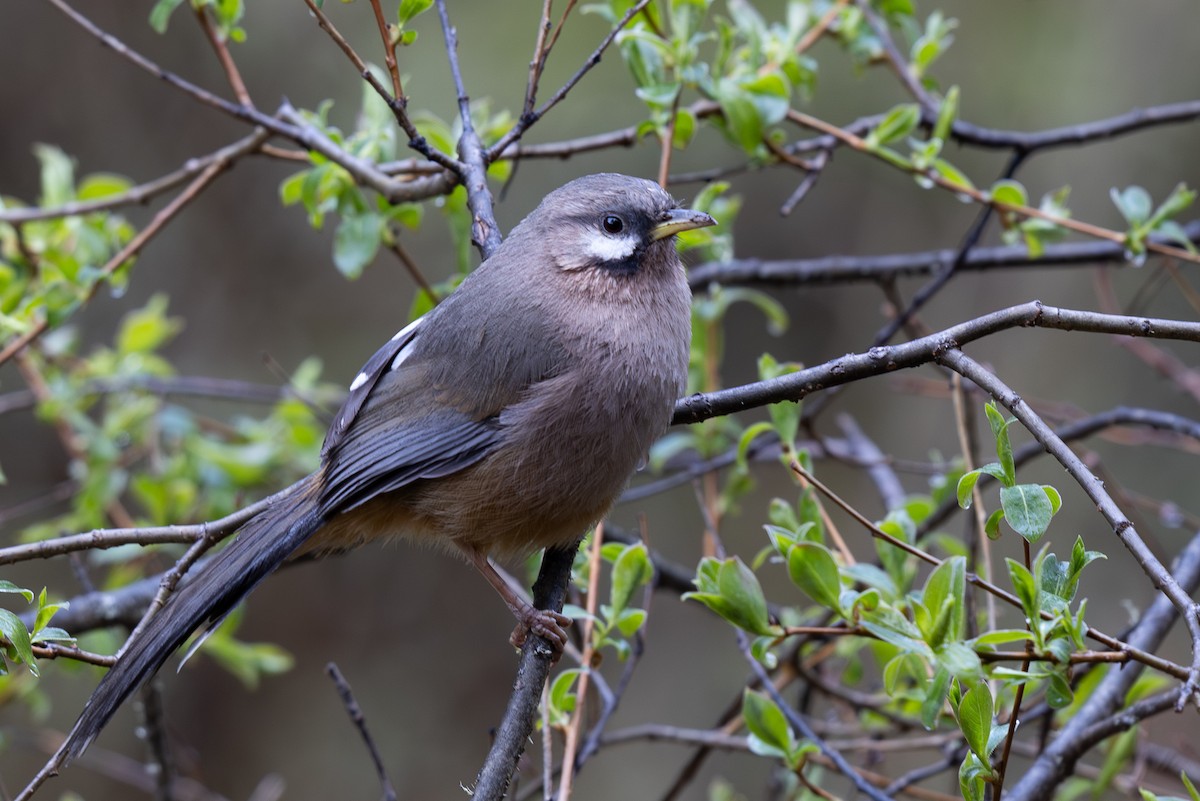 Snowy-cheeked Laughingthrush - ML644980478