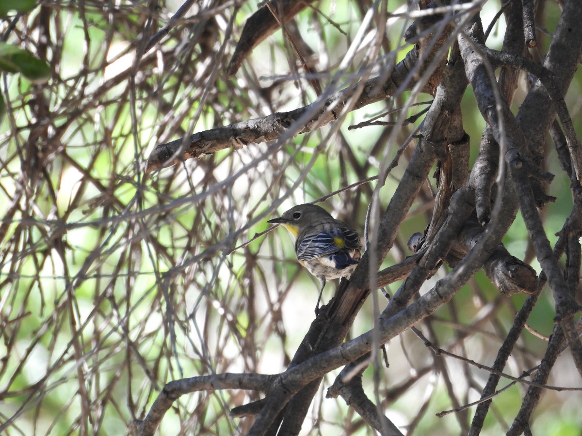 lesňáček žlutoskvrnný - ML644980486