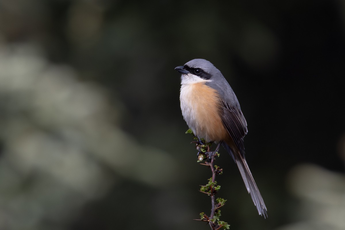 Gray-backed Shrike - ML644980487