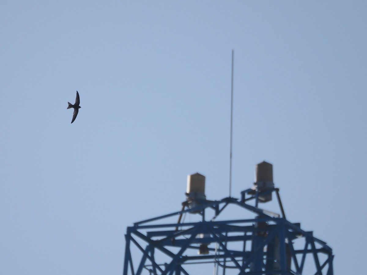 Pallid Swift - ML644980492