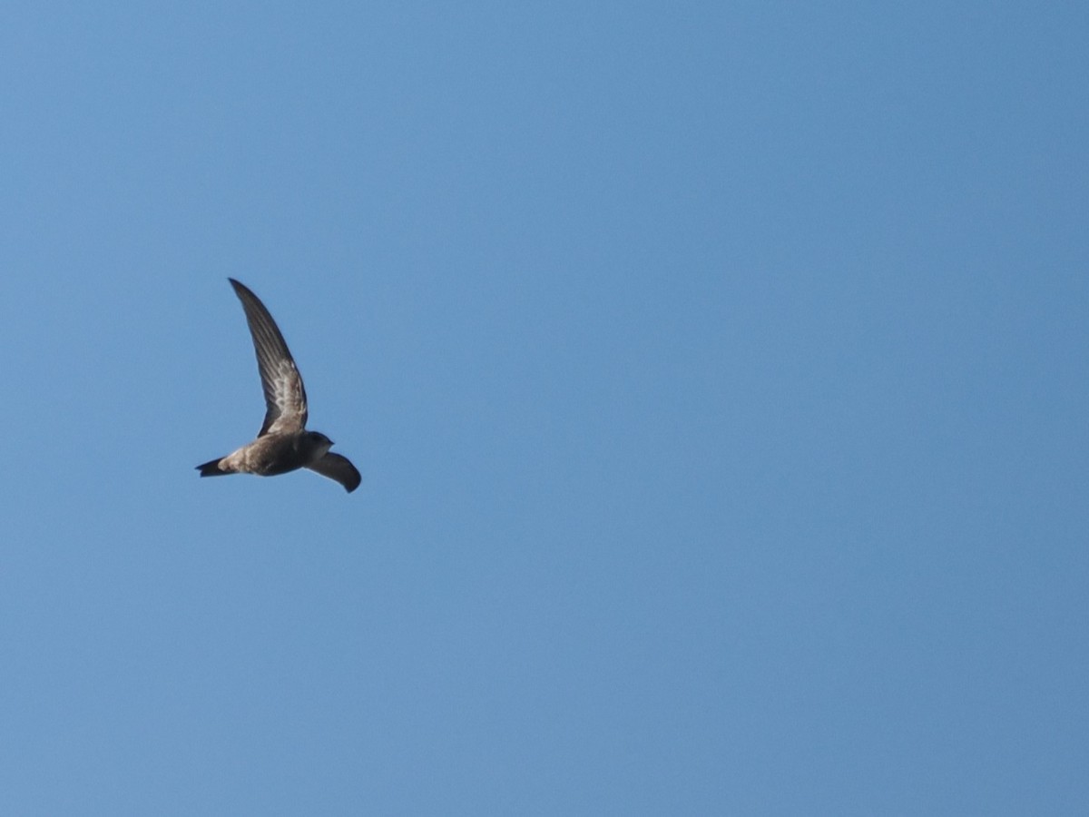 Pallid Swift - ML644980494