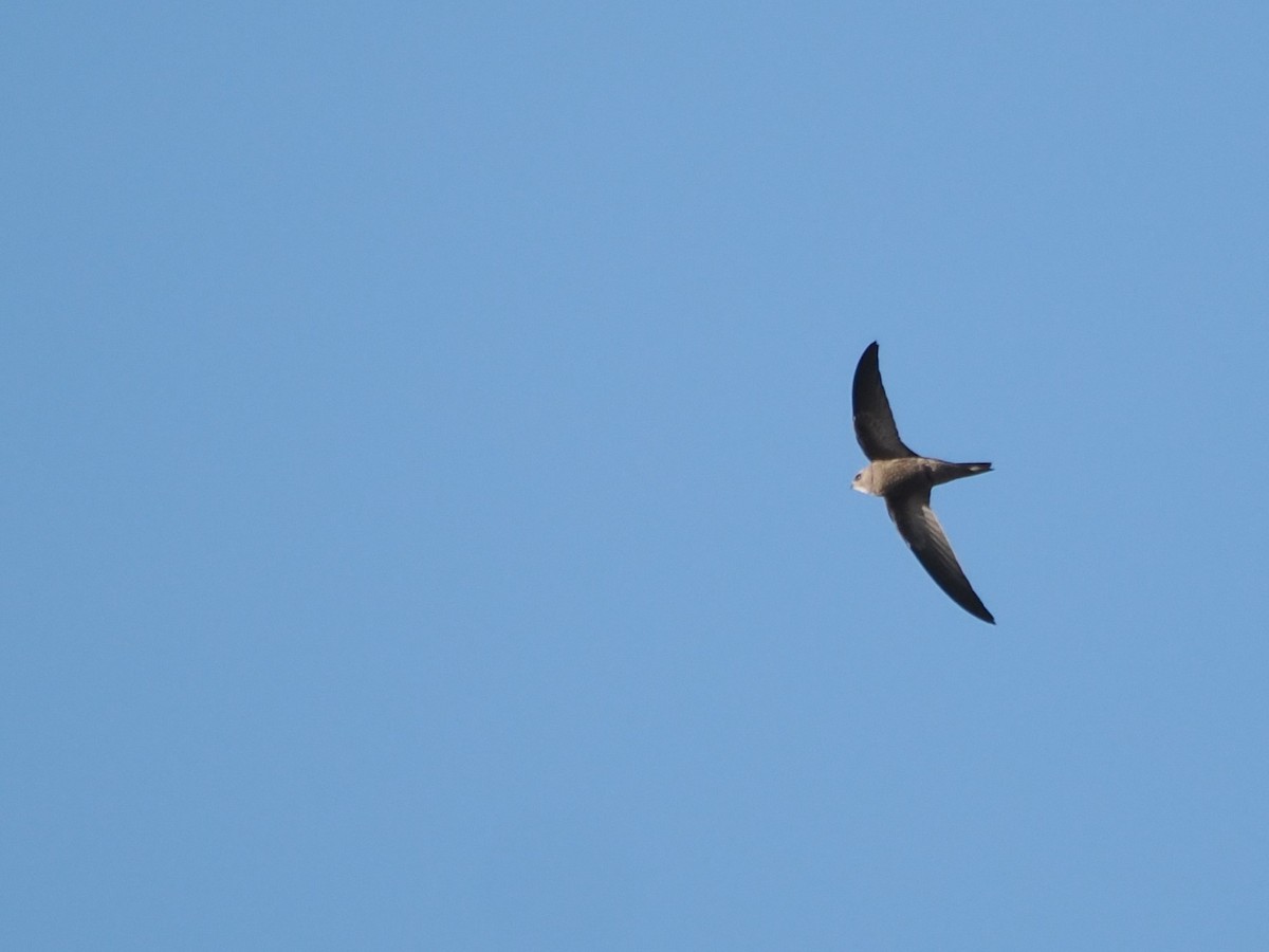 Pallid Swift - ML644980500