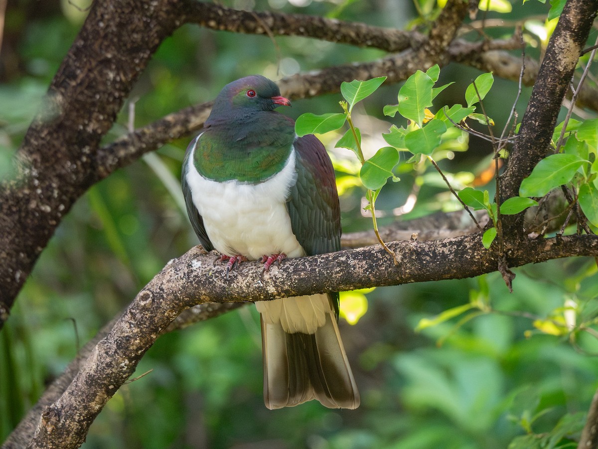 New Zealand Pigeon - ML644980502