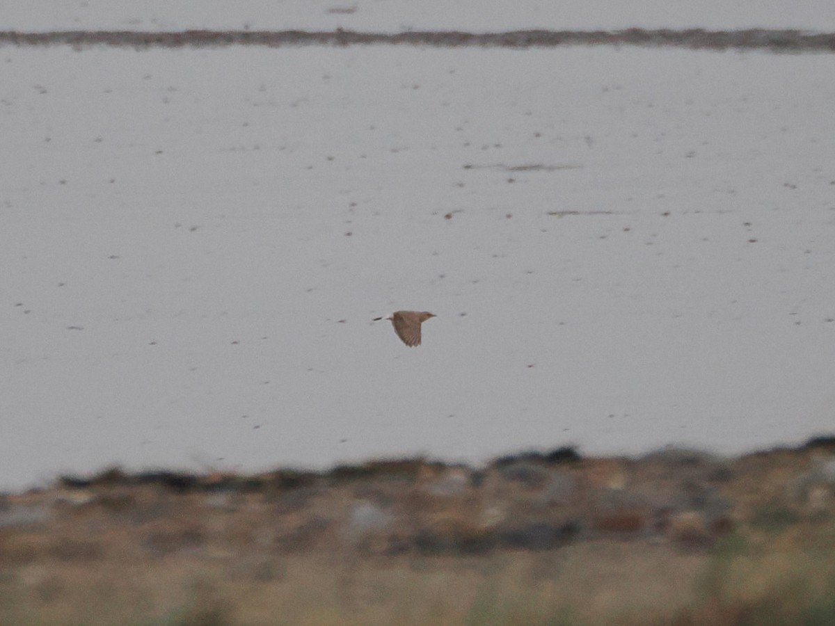 Isabelline Wheatear - ML644980506