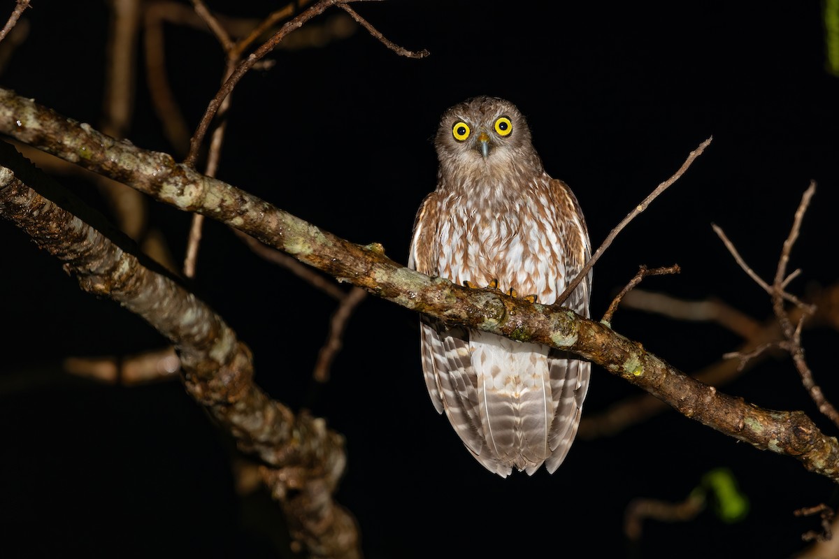 Timor Boobook - ML644980515