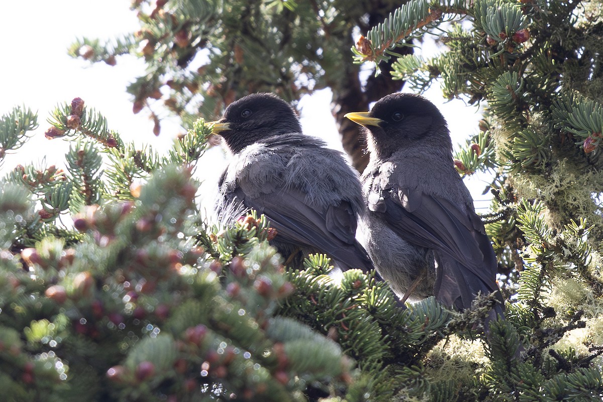 Sichuan Jay - ML644980516