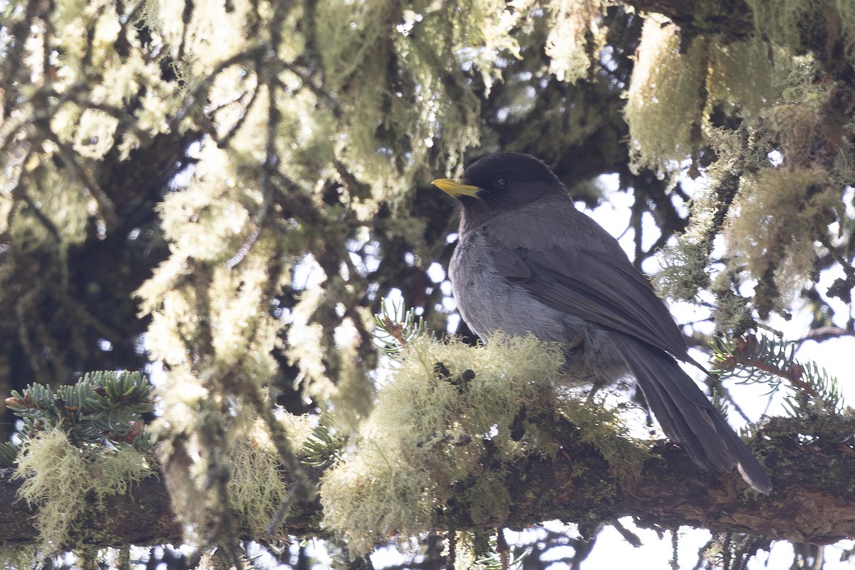 Sichuan Jay - ML644980517