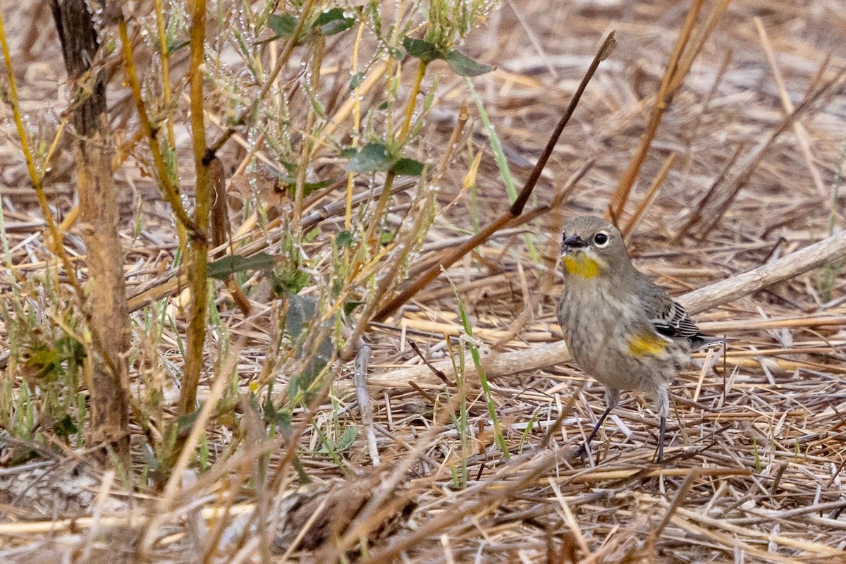 lesňáček žlutoskvrnný (ssp. auduboni) - ML644980519