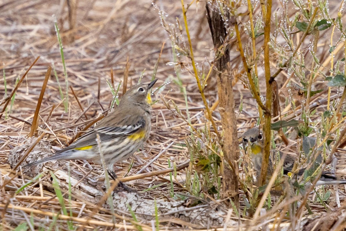 lesňáček žlutoskvrnný (ssp. auduboni) - ML644980520