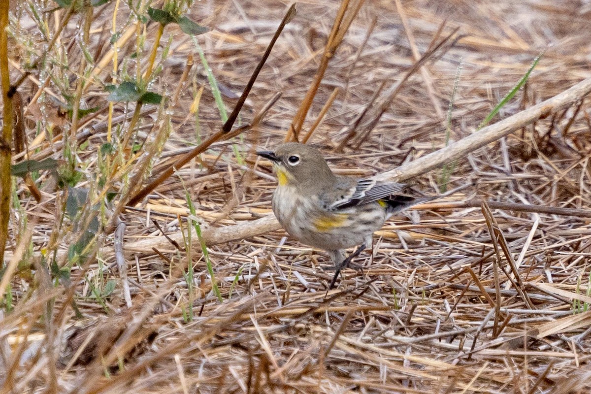 lesňáček žlutoskvrnný (ssp. auduboni) - ML644980521