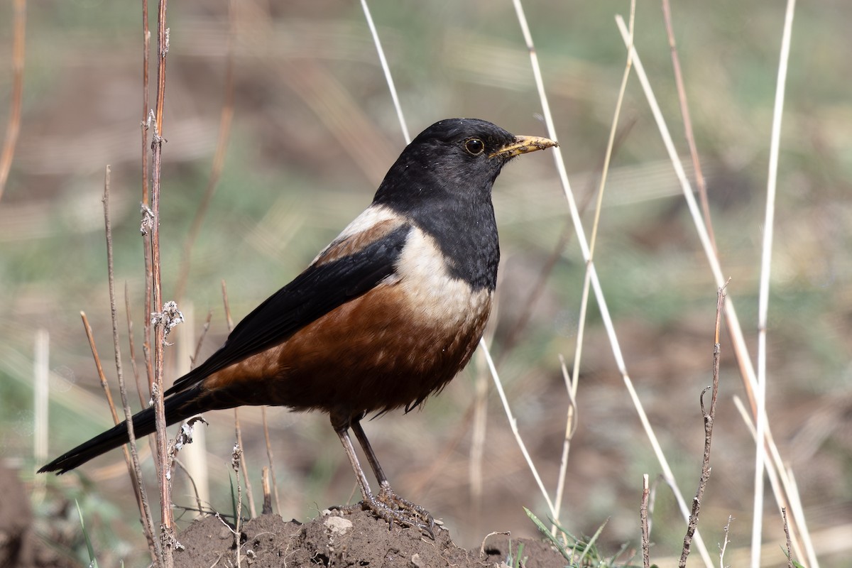 rododendrontrost - ML644980523