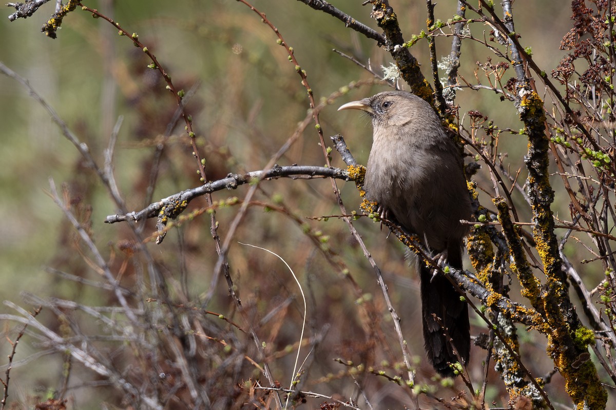 Pere David's Laughingthrush - ML644980542
