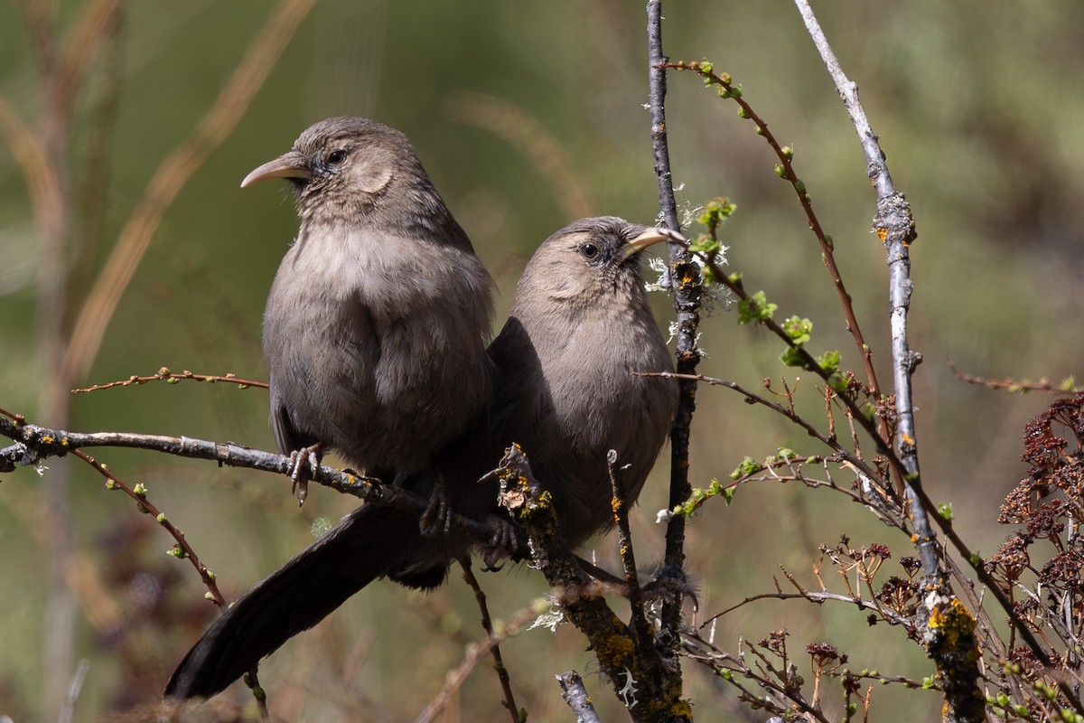 Pere David's Laughingthrush - ML644980543