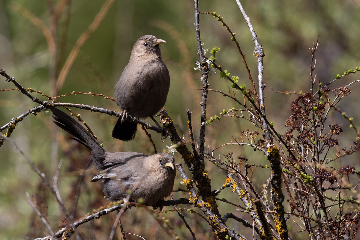 Pere David's Laughingthrush - ML644980544