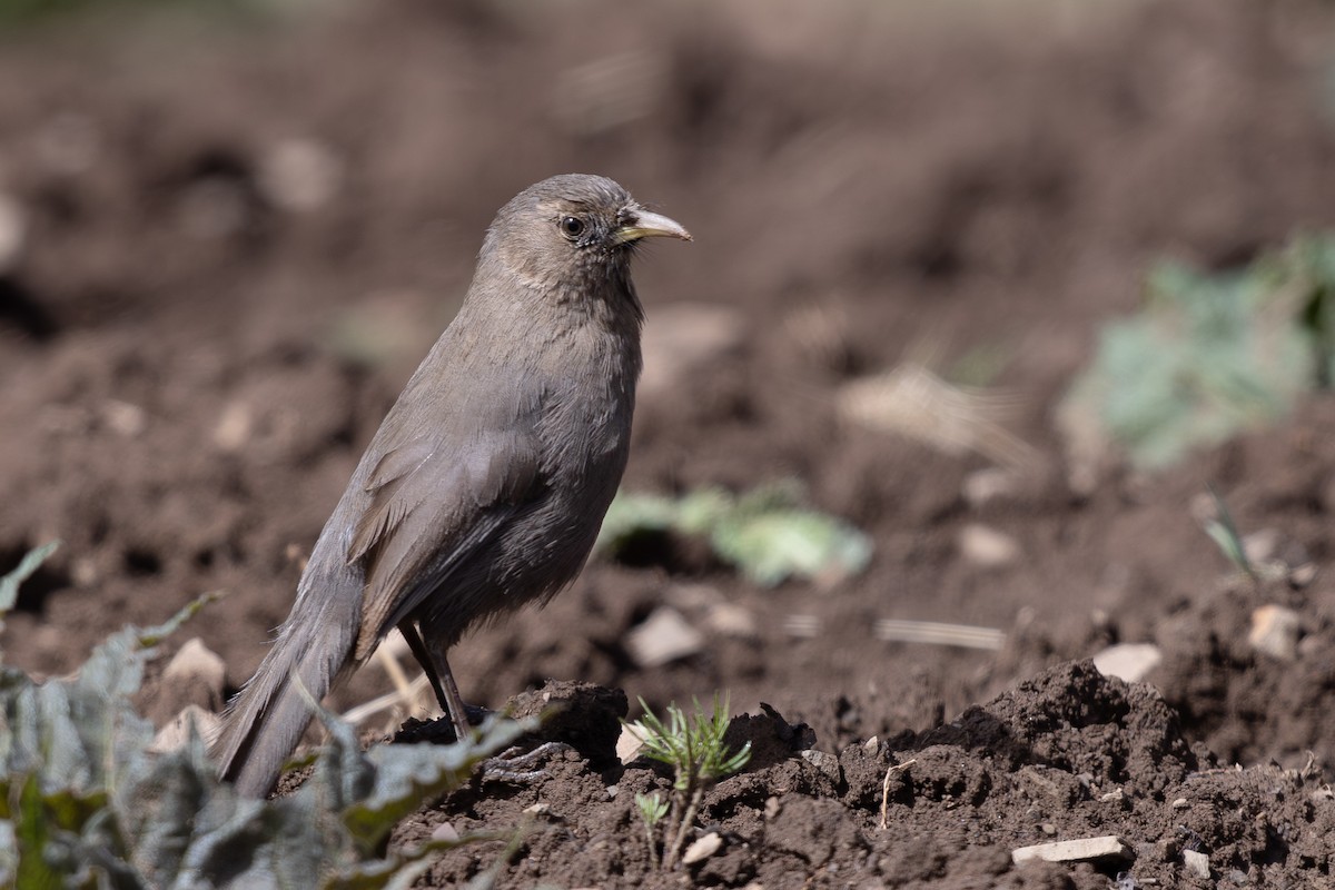 Pere David's Laughingthrush - ML644980545
