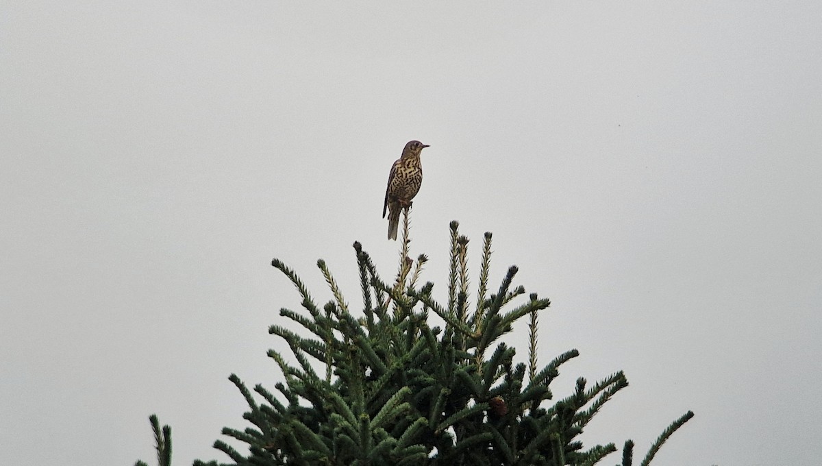 drozd brávník - ML644980547