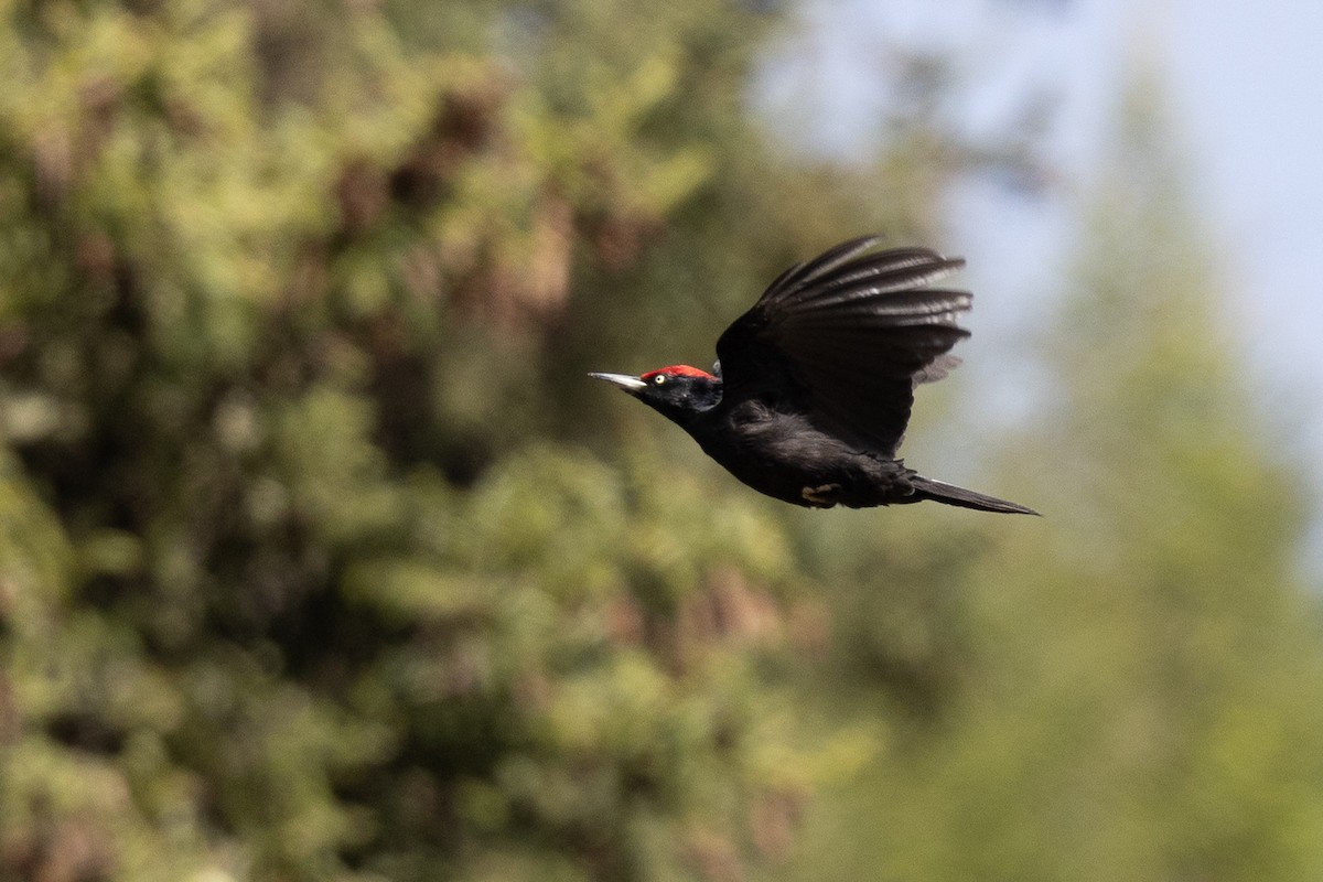 Black Woodpecker - ML644980556