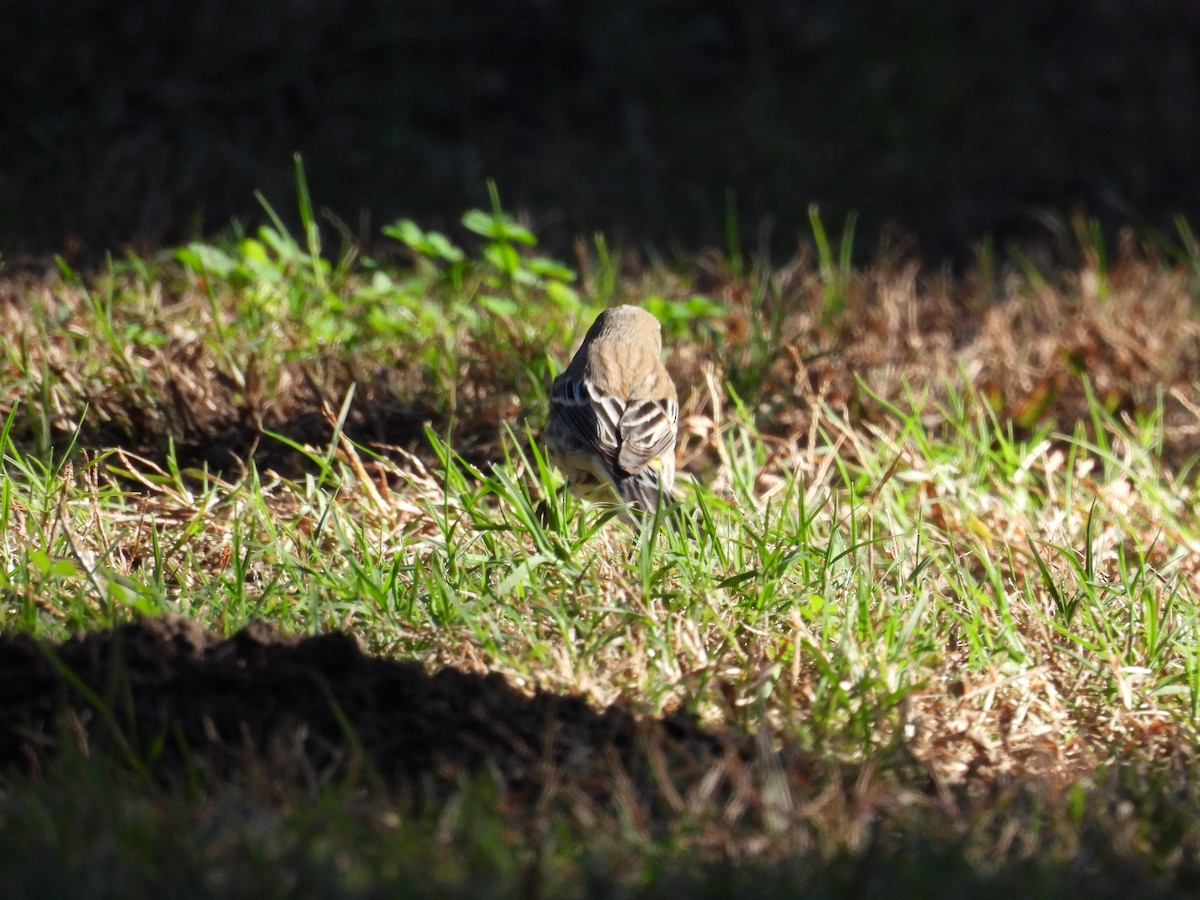 lesňáček žlutoskvrnný - ML644980558