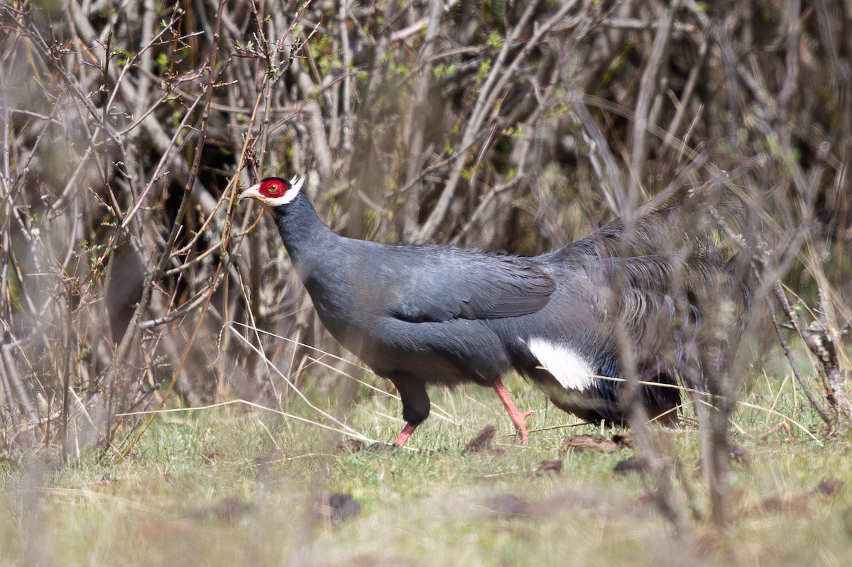 Blue Eared-Pheasant - ML644980561