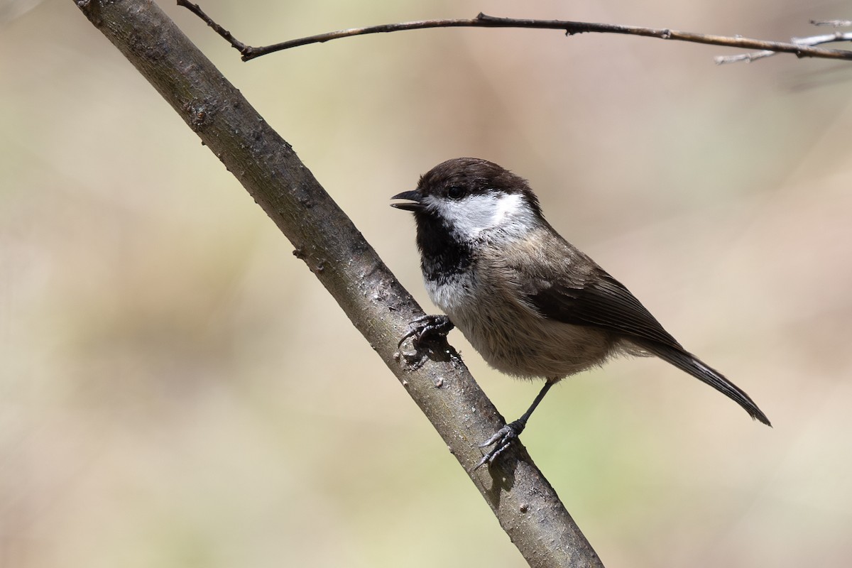 Sichuan Tit - ML644980569
