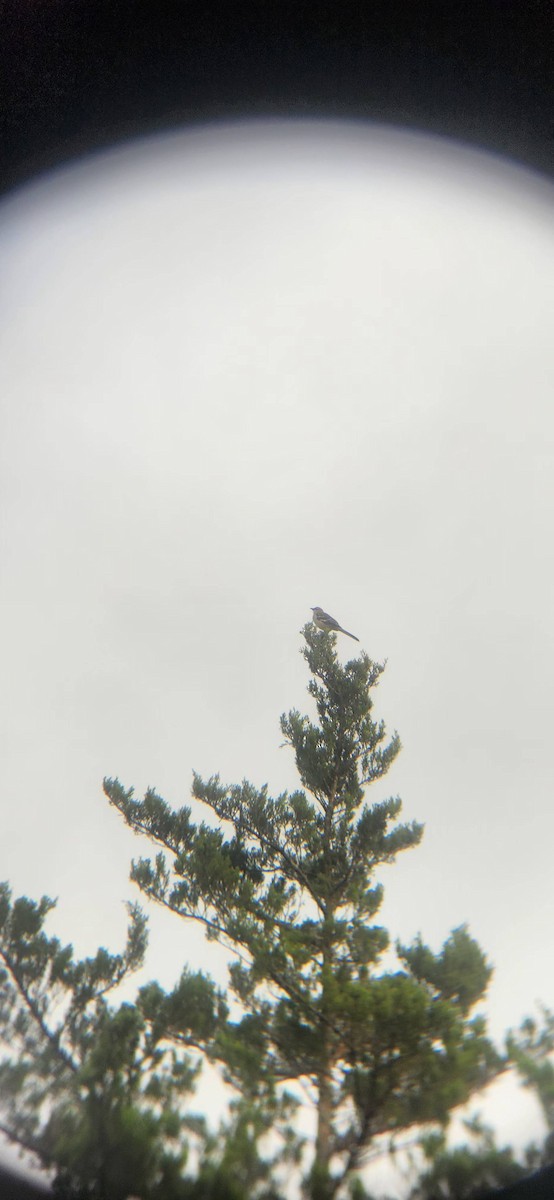 Northern Mockingbird - ML644980578