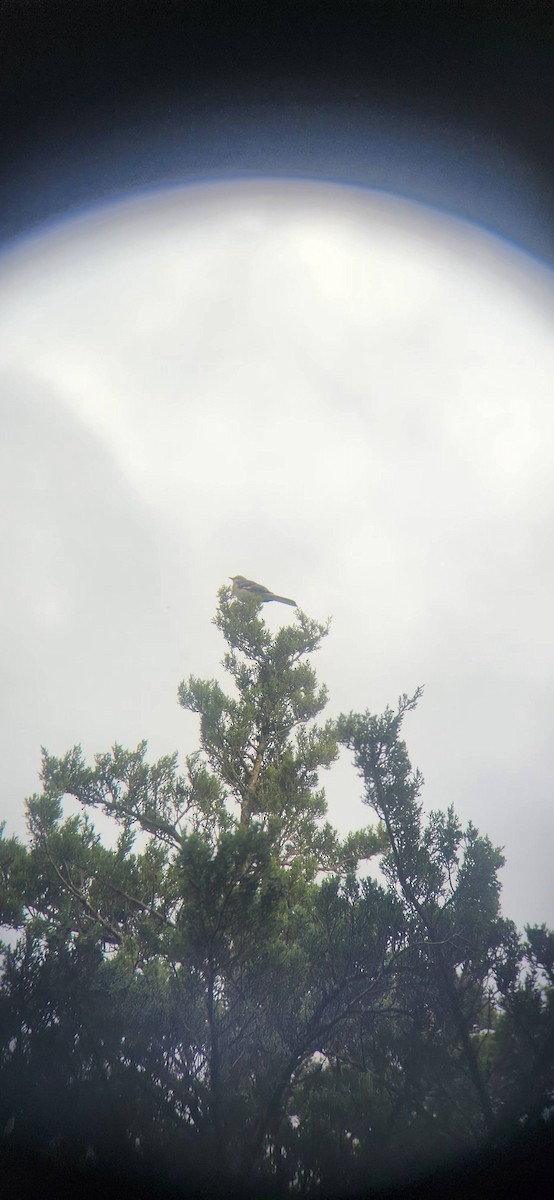Northern Mockingbird - ML644980580