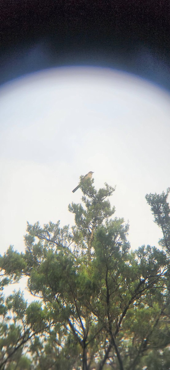 Northern Mockingbird - ML644980584